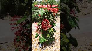 PAGODA Clerodendrum  paniculatum Tropical Plant Flowers