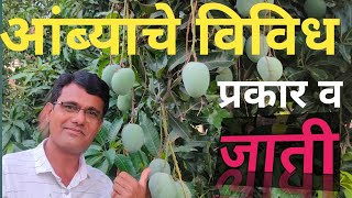 आंब्याच्या विविध जातीची ओळख | TYPE OF MANGOES | INDIAN MANGO | MAHARASHTRA