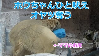 ホウちゃんひと吠え💗ママのオヤツ奪う【天王寺動物園】