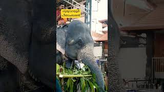 അറിയുമോ ഇവനെ - ഗുരുവായൂർ പീതാംബരൻ #elephant #aana_kazhchakal #aana #aanakambam