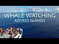 MUST do in the Azores Islands, Portugal | ETHICAL & RESPONSIBLE Wild Dolphin & Whale Watching