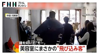 鏡を向いて「モー」　美容室に牛がまさかの“ダイナミック入店”…カット途中の客も逃げる　トラックに積む際に脱走　中国・河南省