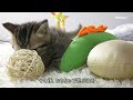 仔猫驚愕！深夜に猫たちが次々と現れる子猫部屋【瀬戸のここ日記】