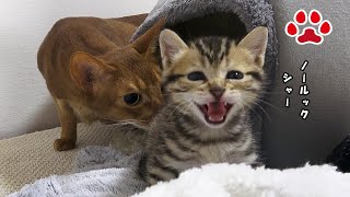 仔猫驚愕！深夜に猫たちが次々と現れる子猫部屋【瀬戸のここ日記】