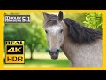 Majestic Horses 4K HDR & Dolby 5.1 Surround Sound | Relaxing Nature Video