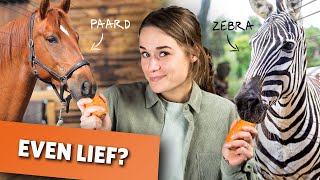 Paardrijden op een zebra? | Videoranger