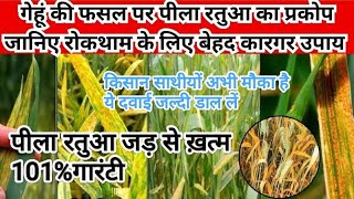 गेहूं  में पीला रतुआ: समाधान और सुधार।गेहूं में पैदावार बढ़ाने का आसान तरीका। gehun ki kheti।