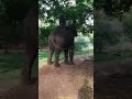 konni surendran aanakambam aanapremi aanakeralam ulsavam pooram keralaelephant elephants