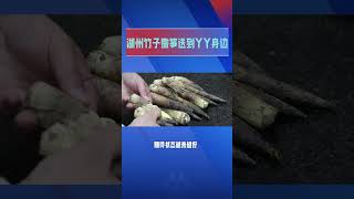 #旅美大熊猫丫丫的口粮浙江承包了 湖州竹子嫩筆送到YY身边#chinanews #抖音热门 #台灣 #hongkong #丫丫 #大熊猫 #panda