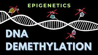 DNA demethylation - Introduction | Epigenetics | GATE/CSIR-NET