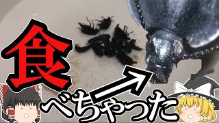 【ゆっくりお料理】食べてはいけないらしいシデムシを食べちゃった動画