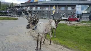 Walk to the  Sámi sacrifice ridge-Lapland Adventure #lapland #spirituality #indigenous