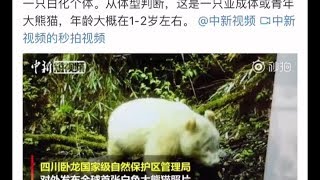 【 白色大熊猫 】全球首例发现！来一起看看微博网友的搞笑评论吧