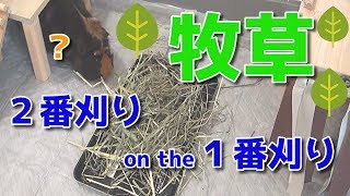 ★牧草について★１番刈り、２番刈り...知ってる？？【モルモット】Do you know the type of  grass?【guineapig】