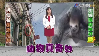 樹獺人生地不熟1分鐘爬3米詭笑慢行