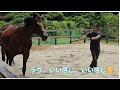 引退競走馬牡馬のコスモラヴモアとリード無しで遊びながらトレーニングしたら楽しすぎました！　 引退競走馬 ＃サラブレッド＃牡馬