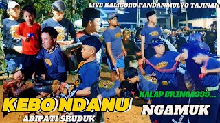 NGERII NGAMUK KEBO NDANU ADIPATI SRUDUK LIVE KALIGORO PANDANMULYO TAJINAN