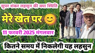 सुपर शंकर लहसुन की क्या स्थिति है अभी,11 फरवरी 2025 मंगलवार |