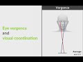 righteye assessment of eye movements for reading vision