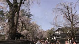 【旅エイター】桜前線『武家屋敷②・ビデオ映像』　秋田県仙北市・一人旅