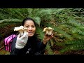 ตื่นเต้นสุดๆ เจอเห็ดมันปูสีขาว เยอะมาก ชีวิตในอเมริกา white chanterelle mushrooms