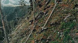 Drone shoots wild goats running on steep rocky cliff | ნიამორები თუშეთის ეროვნულ პარკში