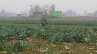 Hazro is producing best vegetables in Pakistan(2)