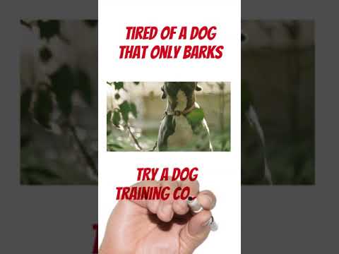 Dog training course – Barking dogs, Aggressive dogs, Basics, Tricks, Tips