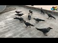 crow call for food crow sounds part 70 birds and animal sounds