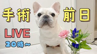 手術前日ライブ【フレンチブルドッグ frenchbulldog】