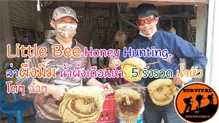 Little Bee Honey Hunting.ล่าผึ้งมิ้ม น้ำผึ้งเดือนห้า วันเดียว 5 รังรวด น้ำหัวโตๆ ฉ่ำๆ