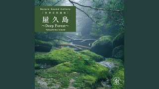 山に響く岩清水の音～屋久島・西部林道／自然音 せせらぎ 小川