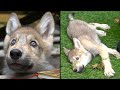 Maya learns more about Silas the wolf at the Wolf Conservation Center