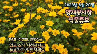 양재꽃시장 식물튜브 23년 6월 20일 입고영상 시청 하시면서 힐링 하세요~ #양재꽃시장 #식물튜브 #월동 #관엽 #식물아빠