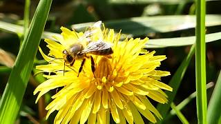 22# La visite de printemps du verger