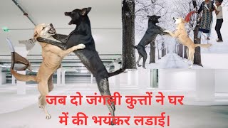 dog fight video। animal fight video। bull fight video। दो कुत्तों के बीच रोटी के कारण हुई लड़ाई।