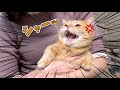 超高速猫パンチされた姉がリベンジしに会いに来た結果…！？