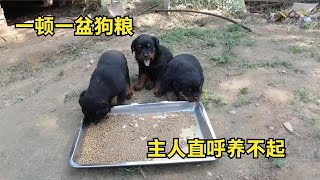 1个多月的斯塔夫吃食真猛，一盘狗粮两口干完，主人直呼养不起