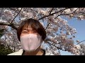 2022年4月10日 満開の桜 白山公園〜りゅーとぴあ 新潟市中央区