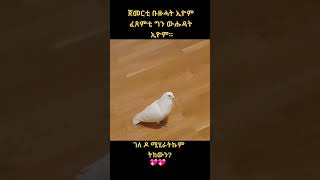 ካብዞም ፉቑራት ረጋቢት እንታይ ንምሃር