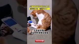 猫咪看到离世主人的视频后，悄悄将头埋向了手机#治愈 #猫咪 #宠物 #动物 #animals