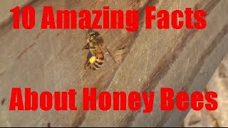 10 Amazing Facts About Honey Bees You May Not Know