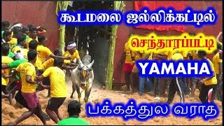 கூடமலை ஜல்லிக்கட்டில் செந்தாரப்பட்டி YAMAHA காளை Kudamalai jallikattu 2018