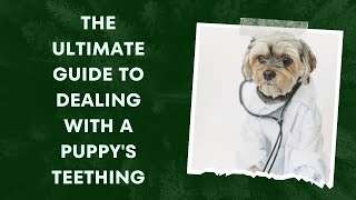 The Ultimate Guide to Dealing with a Puppy's Teething