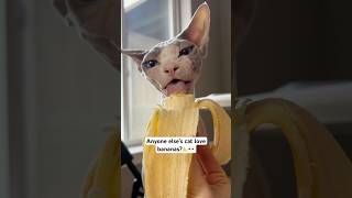 My cat loves bananas 👀🍌 #shorts #pets #sphynx #asmr #cats