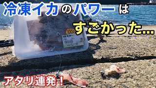 「ジグヘッド」と「冷凍イカ」で釣りをしたら真冬でも連発で楽しすぎた！