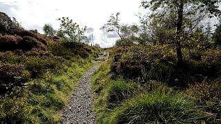 Slow TV - Walking to Carron Crag in Grizedale Forest (English Lake District)