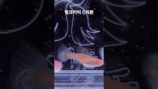 고정구피 ㅡ 핑크키티 C리본