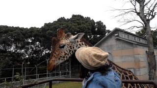 キリンとのふれあい　2011/12/11 大牟田市動物園