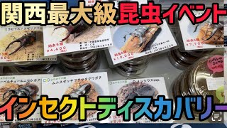 【昆虫イベント】インセクトディスカバリーに参加したら魅力的なクワカブだらけだった...（後編）